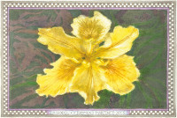 Daffodil